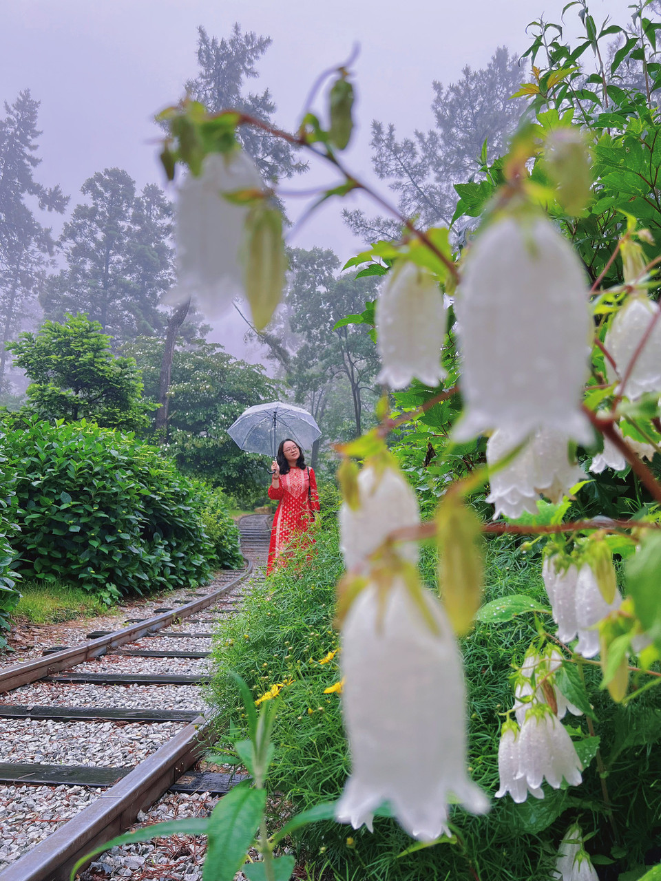 Đường tàu cũ là một góc đặc biệt tại 4est. Đan xen giữa những khóm lá xanh rì là vài ba bụi hoa chuông trắng muốt. (Ảnh: Minh Thu/Vietnam+)