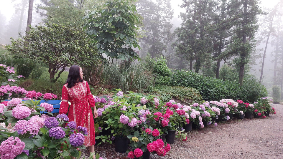 Chúng tôi đến Vườn thực vật 4est vào một ngày mưa nhưng màu sắc rực rỡ của những bông cẩm tú cầu khiến cho không gian không hề ảm đạm chút nào. (Ảnh: Minh Thu/Vietnam+)