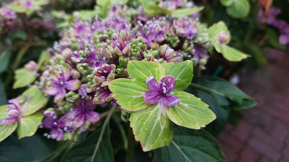 Mỗi bông cẩm tú cầu lại có những sắc độ màu khác nhau. (Ảnh: Minh Thu/Vietnam+) 