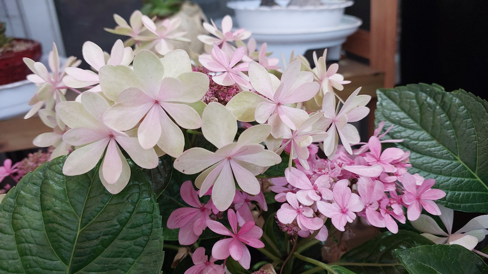 Một loại cẩm tú cầu mong manh như cánh bướm. (Ảnh: Minh Thu/Vietnam+) 