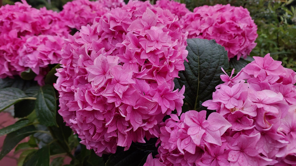 Những cây cẩm tú cầu cao ngang thân người, bông nở xòe to hơn bàn tay người lớn phủ ngợp lối đi. Ảnh: Minh Thu/Vietnam+)