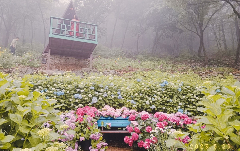 Cái tên 4est bắt nguồn từ 'forest' (rừng). Nếu yêu thích hoa cẩm tú cầu, bạn không thể bỏ qua điểm đến này. Mùa hè là thời điểm hoa cẩm tú cầu nở rộ. (Ảnh: Minh Thu/Vietnam+)