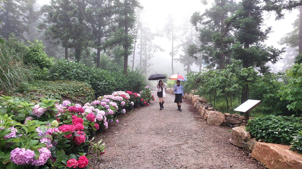 Rời Busan đi về phía Tây khoảng 4 tiếng lái xe, du khách sẽ đến với Vườn thực vật 4est (Haenam 4est Arboretum). Nơi đây tựa như một khu rừng nhỏ, nằm ở thành phố Haenam thuộc tỉnh Jeonnam (Jeolla-nam), phía Nam Hàn Quốc. (Ảnh: Minh Thu/Vietnam+) 