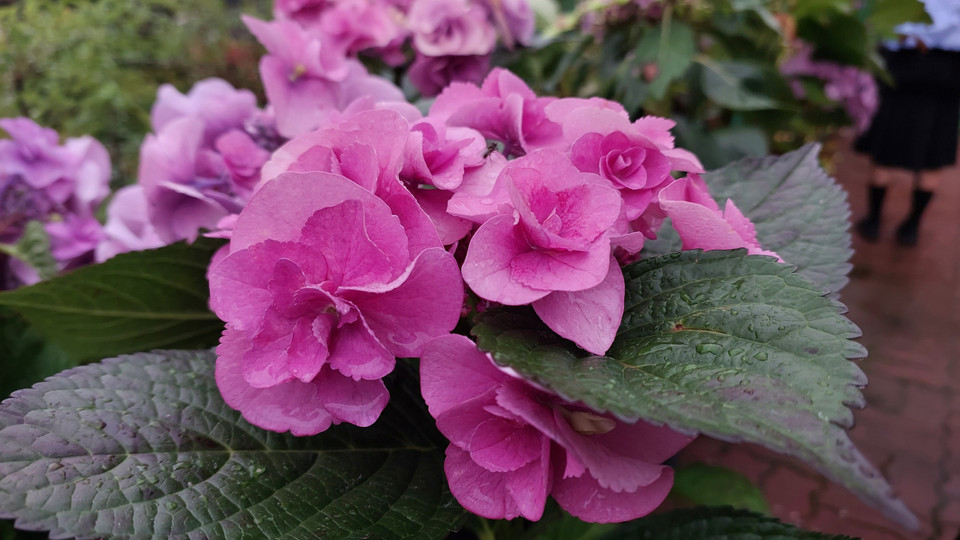 Khu vườn lưng tựa núi, được nối với đường cái bằng những con dốc nhỏ và bậc thang đá, ươm trồng hơn 1.400 loài thực vật. Cẩm tú cầu chiếm khoảng một nửa diện tích vườn. (Ảnh: Minh Thu/Vietnam+)