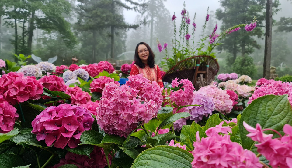 Phủ ngập 260 loại cẩm tú cầu với nhiều sắc độ, Vườn thực vật 4est gợi nhắc cảnh sắc yên bình trong các cuốn phim của hãng Ghibli, Nhật Bản. (Ảnh: Minh Thu/Vietnam+) 