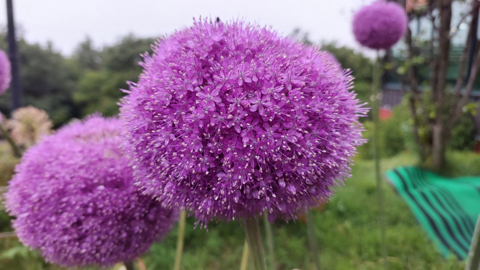 Hòa cùng một điệu với thành phố Haenam hãy còn thưa vắng khách du lịch, Vườn thực vật 4est mở ra không gian tĩnh tại, dẫn dắt du khách về gần với thiên nhiên. (Ảnh: Minh Thu/Vietnam+) 