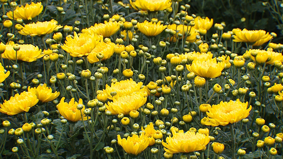 Nhiều người dân cho biết dù thời tiết nóng bất thường so với năm ngoái, có những loại phải đặt trong phòng điều hòa... nhưng giá hoa dự kiến không tăng. (Ảnh: Minh Anh/Vietnam+)