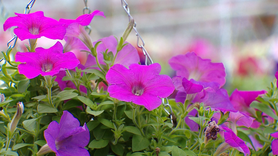 Hoa dạ yến thảo cũng nằm trong số loại hoa khoe sắc tại festival. (Ảnh: Minh Anh/Vietnam+)