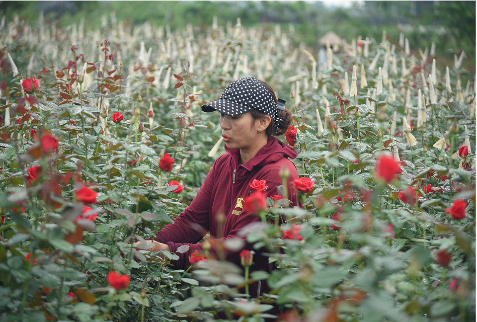 Từ ngày 9-11/12 sẽ diễn ra Lễ hội hoa đầu tiên tại huyện Mê Linh (Hà Nội).(Ảnh: PV/Vietnam+)