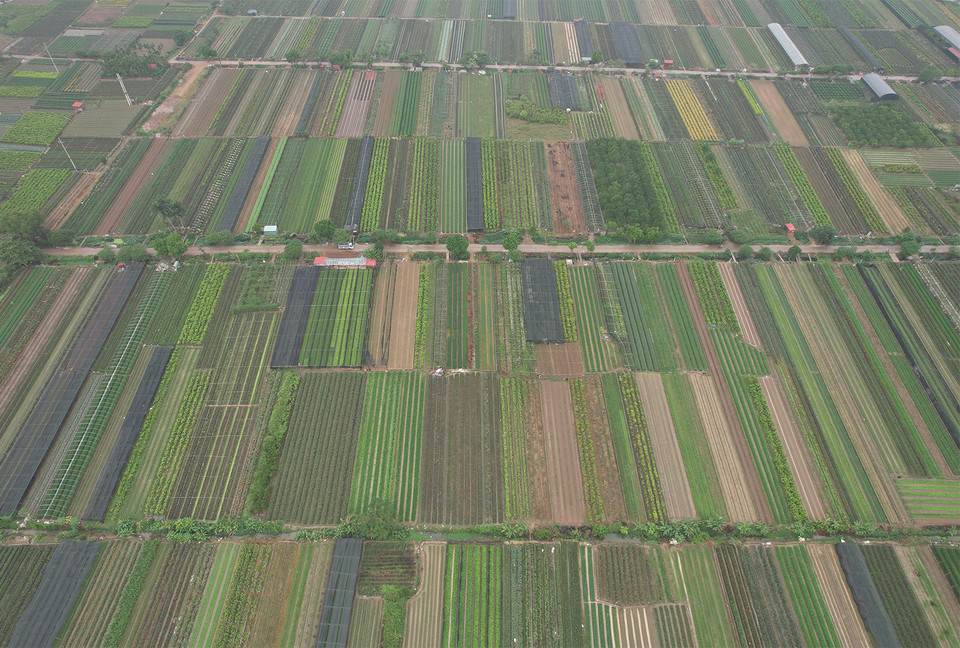 Ông Phan cho biết huyện sẽ bố trí 12 tiểu cảnh và mô đun cho sự kiện đồng thời tổ chức nhiều hoạt động với nghệ nhân, người trồng hoa. (Ảnh: PV/Vietnam+)