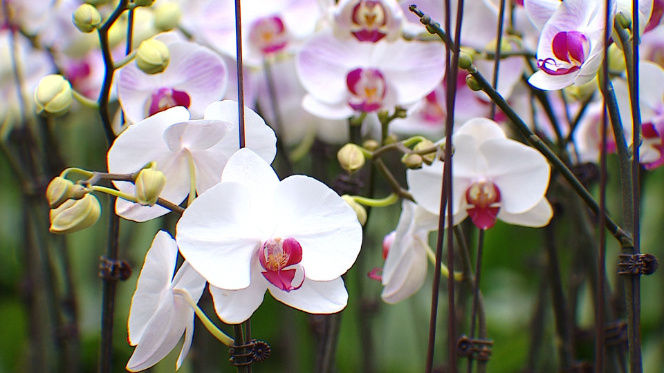 Hiện nay các nhà vườn cũng đã sẵn sàng để cung ứng hoa cho thị trường Tết Nguyên đán 2023. (Ảnh: Minh Anh/Vietnam+)