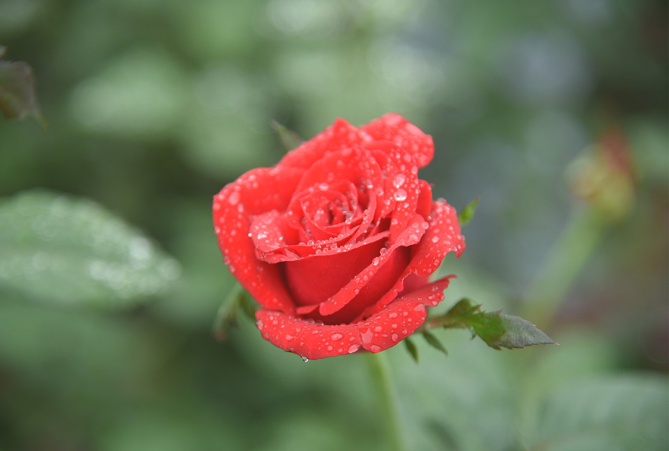 Với chủ đề ''Mê Linh rực rỡ sắc hoa,'' đây là sự kiện điểm nhấn trong chuỗi hoạt động đón loạt tin vui gồm: Huyện Mê Linh được công nhận đạt chuẩn nông thôn mới, đón nhận Huân chương Lao động hạng Ba và có di tích đền thờ Hai Bà Trưng được công nhận điểm đến du lịch di tích quốc gia đặc biệt. (Ảnh: PV/Vietnam+)