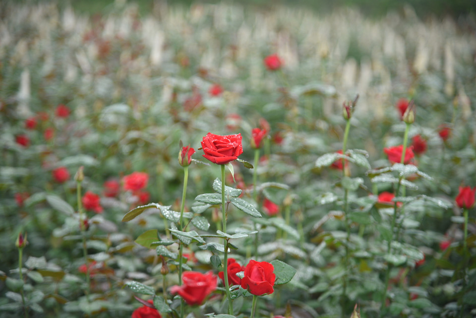 Hoa hồng - loại hoa đặc trưng của vựa hoa Mê Linh. (Ảnh: PV/Vietnam+)