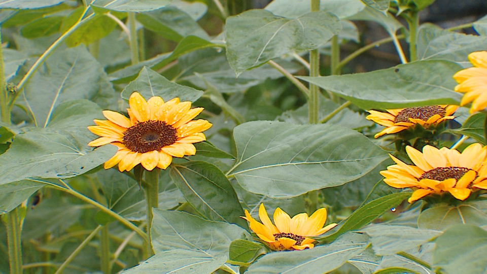 Hướng dương tại các nhà vườn đã được chăm sóc để sẵn sàng đem trưng bày. (Ảnh: Minh Anh/Vietnam+)