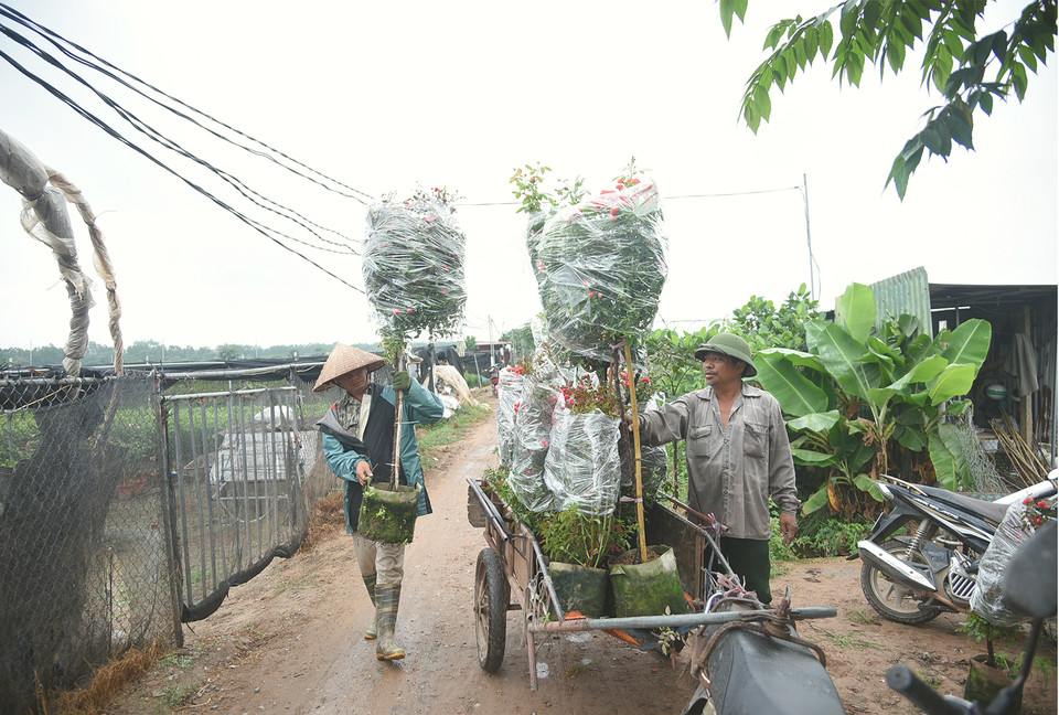 Ông Phạm Đức Tài, nhà vườn Tài Lý thôn 3 xã Mê Linh cho biết vườn của ông trồng nhiều loại, riêng hồng có hơn 200 loại. Ngoài ra vườn còn có có dạ yến thảo, cúc, đồng tiền, mẫu đơn... Tất cả đã sẵn sàng để đem trưng bày cho lễ hội. (Ảnh: Minh Anh/Vietnam+)