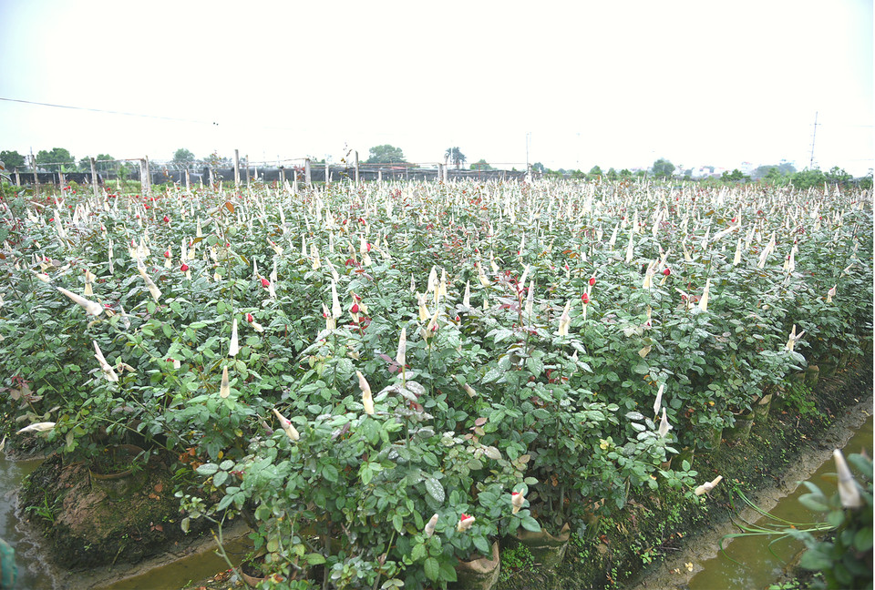 Hoa hồng sẽ chiếm số lượng lớn tại lễ hội. (Ảnh: Minh Anh/Vietnam+)