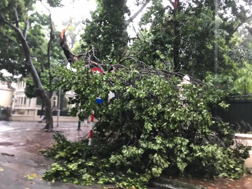 Tuyến phố Lê Trọng Tấn có nhiều cây đổ, nằm chắn mặt đường. (Ảnh: Nhóm PV/Vietnam+)