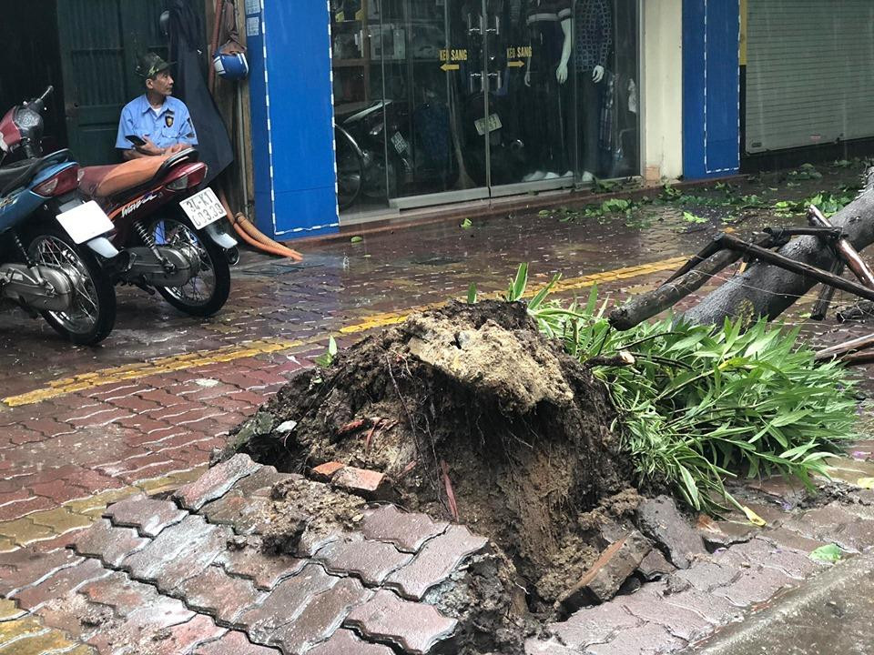 Hàng loạt cây xanh bật gốc ở phố Huế. (Ảnh: Nhóm PV/Vietnam+)