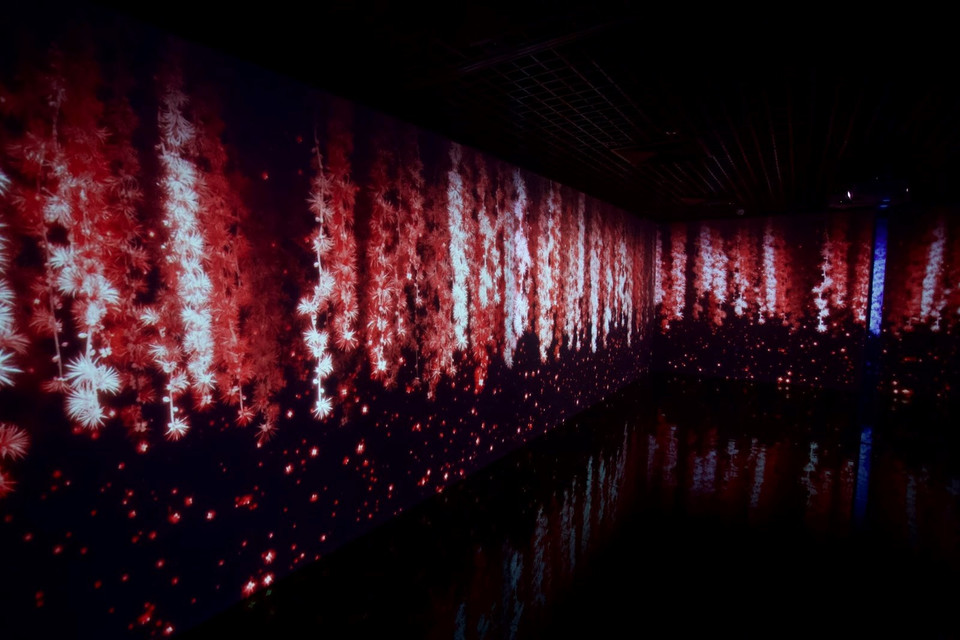 Vườn hoa lộc vừng có thể thay đổi màu sắc, tạo nên không gian 'sống ảo' cho các bạn trẻ. (Ảnh: Tuấn Anh/Vietnam+)