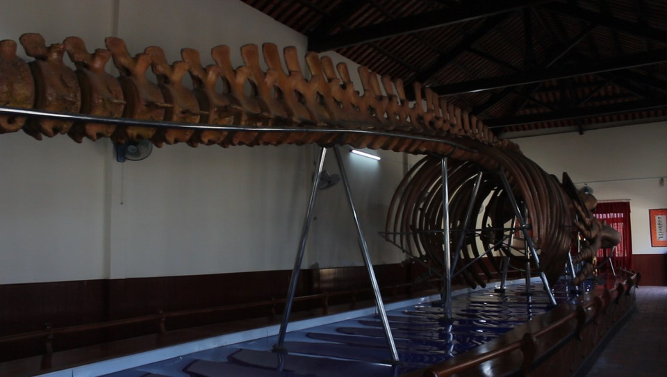 Từ góc phòng có thể thấy phần xương sống lưng của cá ông dài như thế nào. Từng đốt xương cũng có kích thước lớn, có thể dễ dàng thấy những lỗ sâu trên xương do bị phân hủy ít nhiều trước đây. (Ảnh: Minh Anh/Vietnam+)