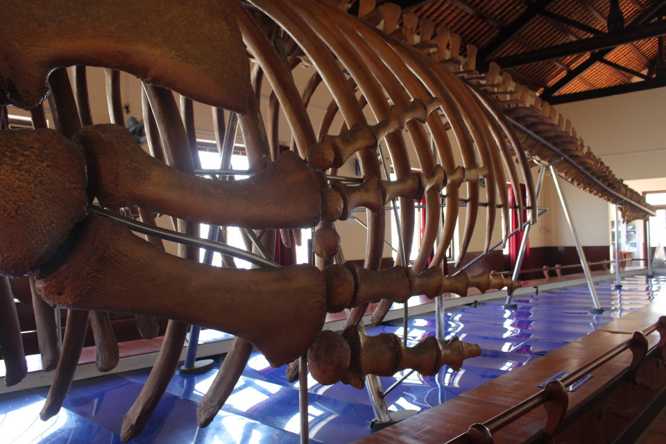 Lần lượt xương quai hàm, đầu xương, xương vây, các đốt xương sống... tạo thành bộ cốt gần như hoàn chỉnh kéo dài từ đầu đến cuối gian trưng bày dài gần 30m. (Ảnh: Minh Anh/Vietnam+)