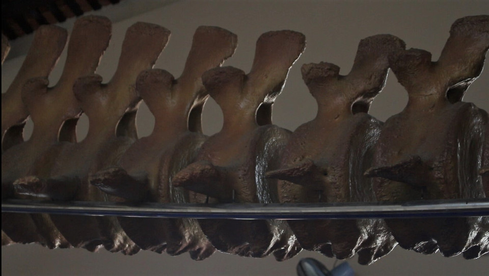 Các đốt xương sống. (Ảnh: Minh Anh/Vietnam+)