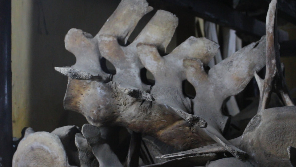 Dễ nhận thấy đa số các khúc xương đều nguyên vẹn, dù một số đã bị mòn, gãy nhưng vẫn được lưu trữ ở điều kiện đủ tốt để khách tham quan có dịp chiêm ngưỡng và tìm hiểu về cá ông. (Ảnh: Minh Anh/Vietnam+) 