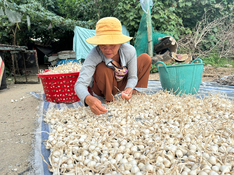 Người dân mang tỏi ra phơi trước nhà sau vụ thu hoạch. (Ảnh: PV/Vietnam+)