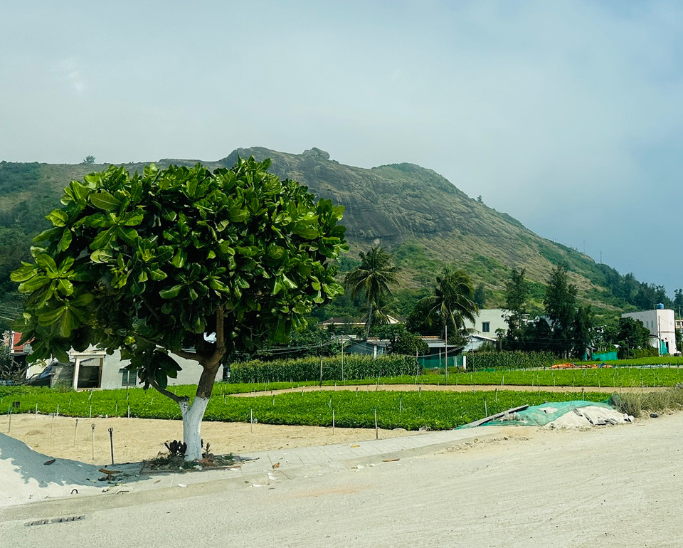 Cùng với huyện đảo Trường Sa (tỉnh Khánh Hòa), những cây bàng vuông đã có mặt từ rất lâu trên huyện đảo Lý Sơn (tỉnh Quảng Ngãi). (Ảnh: PV/Vietnam+)
