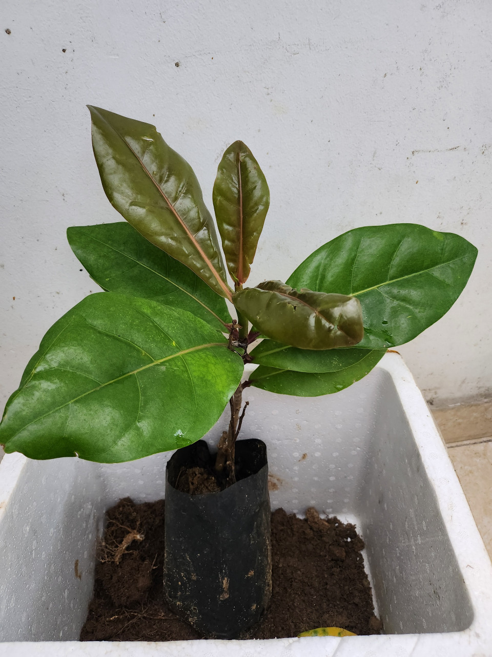 Cây bàng vuông được du khách mua mang về đất liền làm kỷ niệm. (Ảnh: PV/Vietnam+)