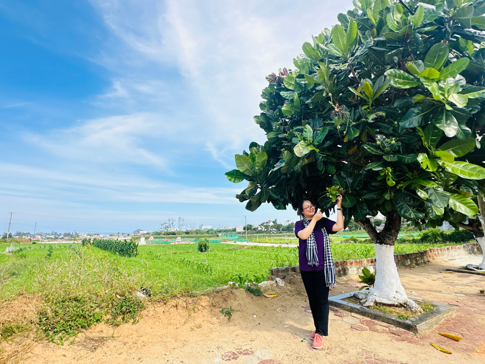 Những cây bàng vuông với vẻ đẹp tự nhiên nơi đảo xa hấp dẫn các du khách. (Ảnh: PV/Vietnam+)