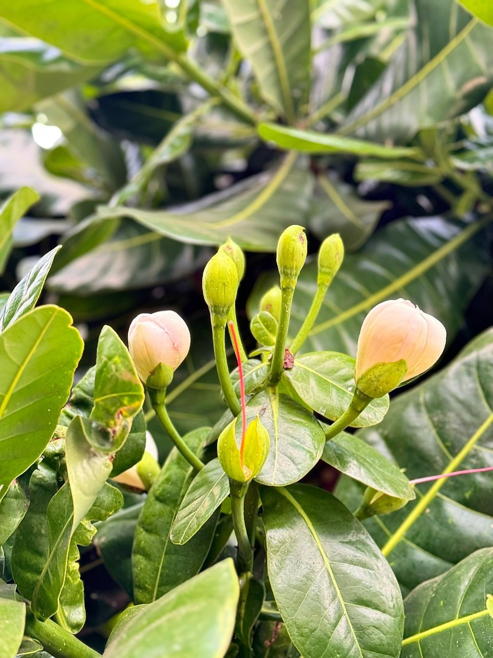 Từ xa có thể thấy từng chùm, từng chùm nụ hoa bàng vuông trắng nõn nà nổi bật trên nền lá xanh. (Ảnh: PV/Vietnam+)