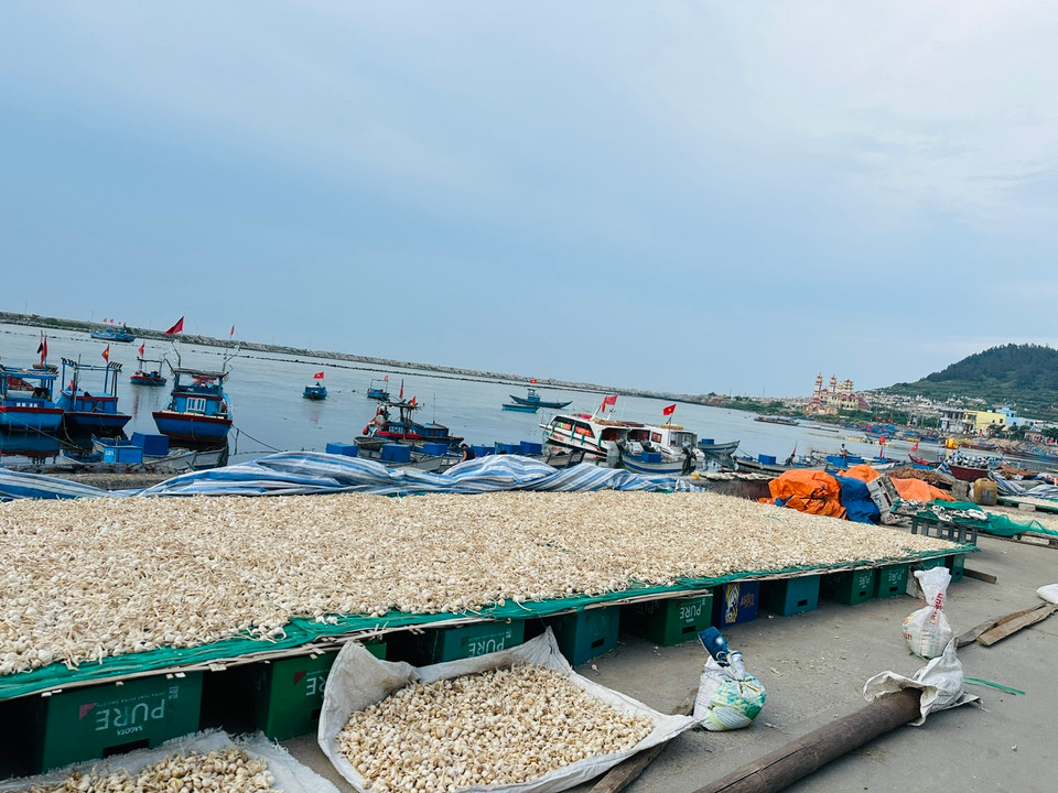 Tỏi là loại cây trồng chủ lực, mang lại thu nhập cao cho người dân huyện đảo Lý Sơn (Quảng Ngãi). (Ảnh: PV/Vietnam+)