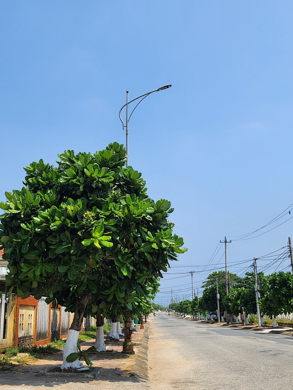 Nguồn giống cây bàng do người dân địa phương cung cấp, được ươm tạo từ quả khô của quần thể hàng chục cây bàng vuông cổ thụ có tuổi đời khoảng hơn 300 năm tuổi ở chùa Hang. (Ảnh: PV/Vietnam+)