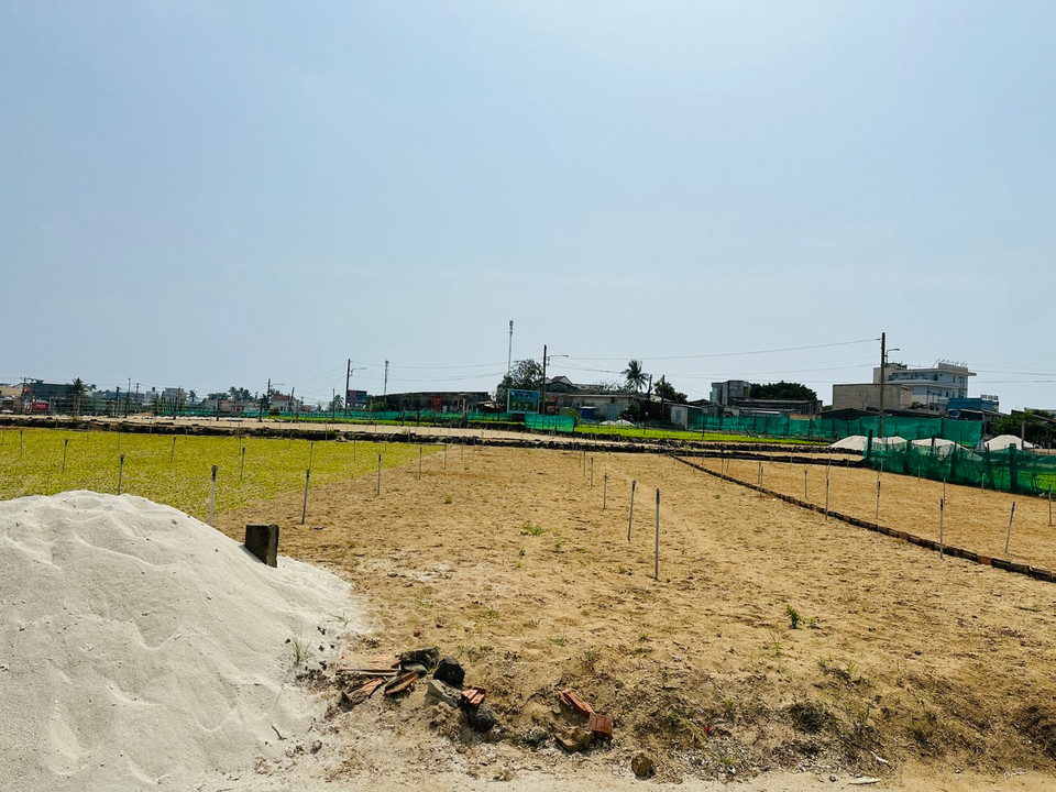 Toàn huyện đảo Lý Sơn (tỉnh Quảng Ngãi) ước tính có khoảng 320 ha đất trồng tỏi. (Ảnh: PV/Vietnam+)