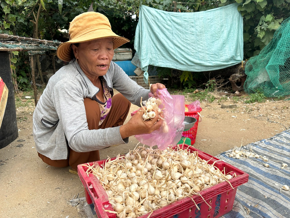 Đối với người dân Lý Sơn, tháng Hai âm lịch là mùa vụ mà họ chờ mong ngày thu hoạch tỏi. (Ảnh: PV/Vietnam+)