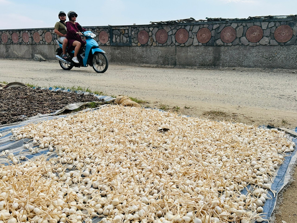 Theo người dân Lý Sơn, vụ tỏi chính vụ sẽ cho thu hoạch vào tháng Hai âm lịch hằng năm và tỏi vụ này sẽ đạt năng suất cao nhất. (Ảnh: PV/Vietnam+)