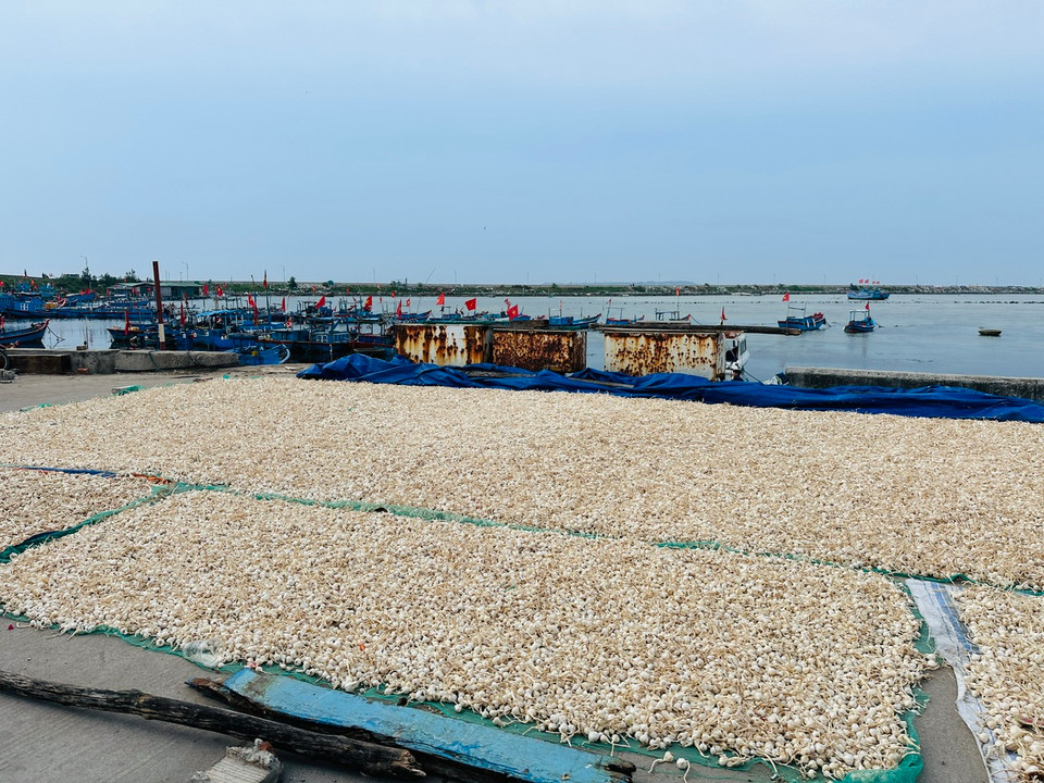 Tỏi Lý Sơn nổi tiếng bởi có mùi thơm, vị cay nhưng vẫn dịu ngọt. (Ảnh: PV/Vietnam+)