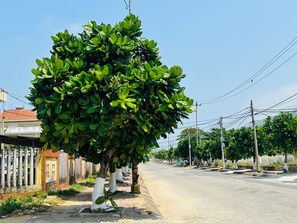 Có dịp đến đảo Lý Sơn (Quảng Ngãi), du khách được chiêm ngưỡng hàng nghìn cây bàng vuông với sức sống mãnh liệt, vượt qua phong ba bão táp để vững vàng nơi hòn đảo tiền tiêu của Tổ quốc. (Ảnh: PV/Vietnam+)