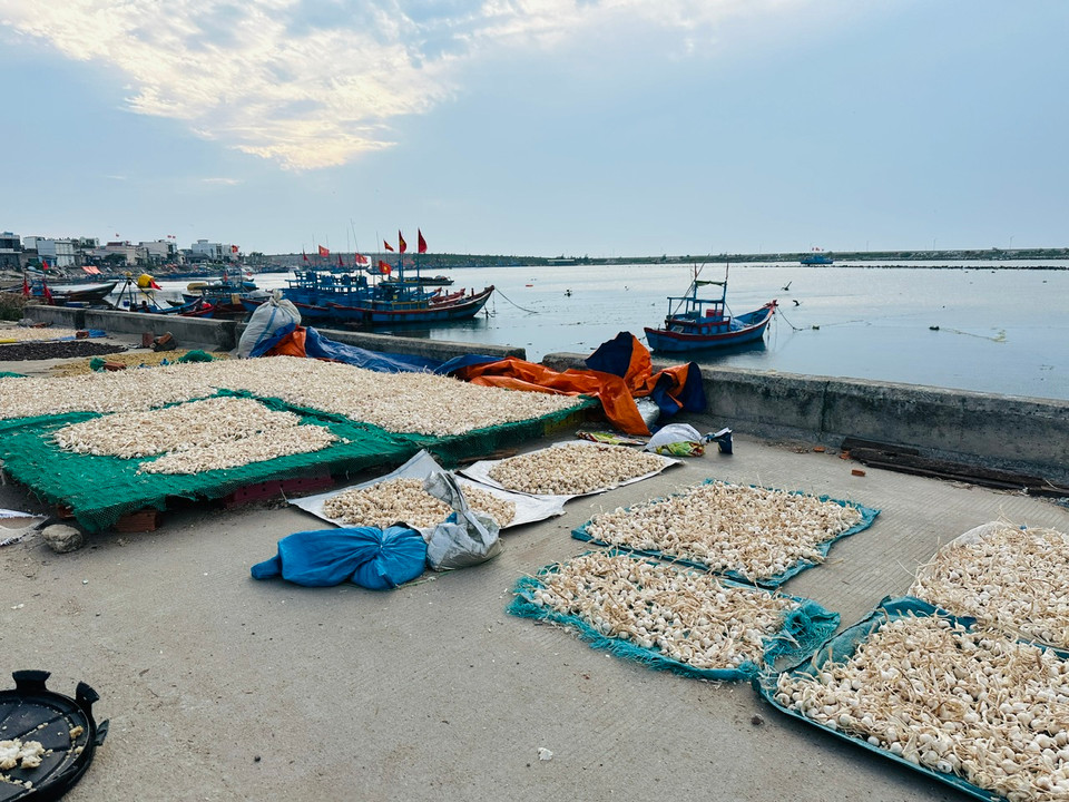 Tỏi được phơi ngay gần khu bến tàu neo đậu. (Ảnh: PV/Vietnam+)