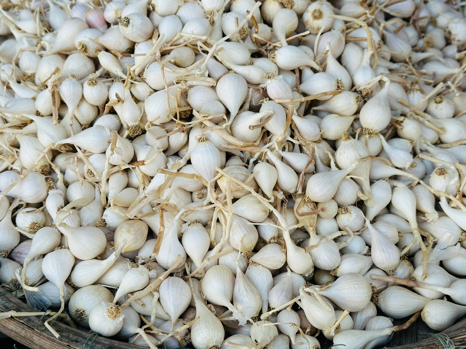 Những củ tỏi cô đơn nổi tiếng được trồng ở Lý Sơn. (Ảnh: PV/Vietnam+)