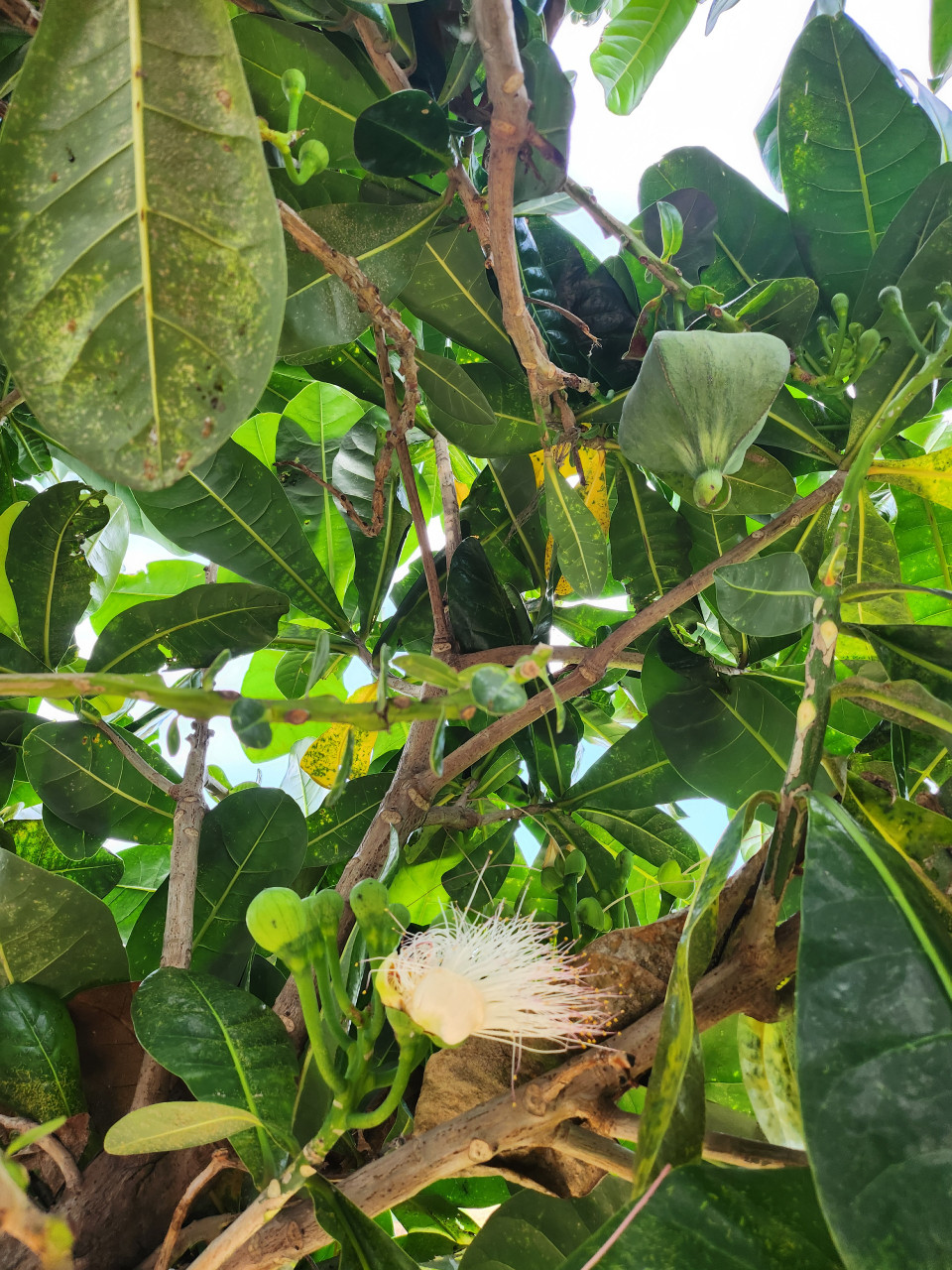 Cây bàng vuông ra hoa theo từng chùm căng tràn sự sống. (Ảnh: PV/Vietnam+)