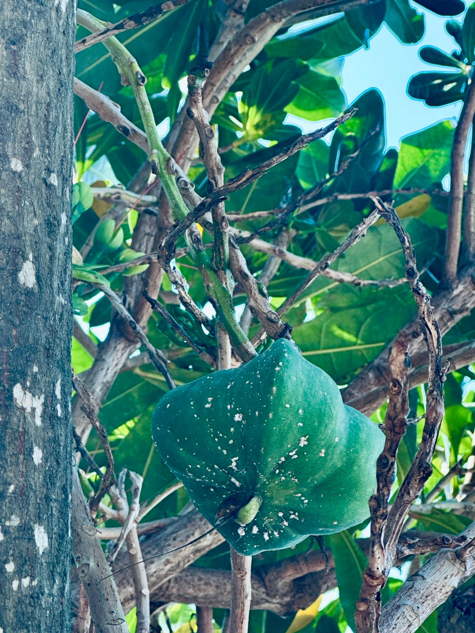 Quả bàng tựa như chiếc lồng đèn nhỏ xinh của các em bé. (Ảnh: PV/Vietnam+)