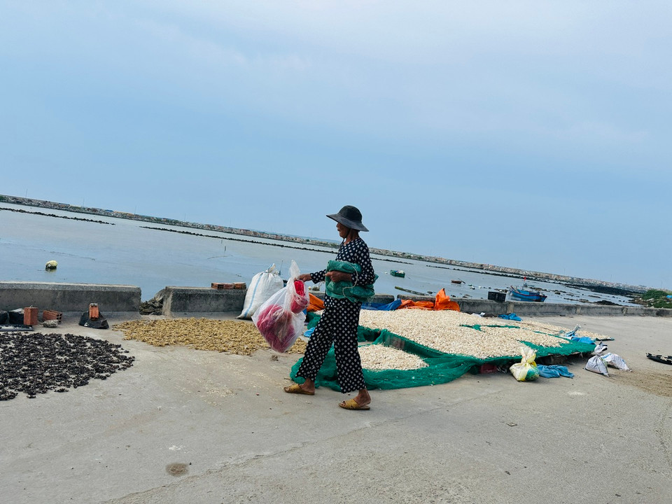 Tỏi sau khi thu hoạch được người dân mang ra phơi khô trên những con đường và nơi có diện tích rộng. (Ảnh: PV/Vietnam+)