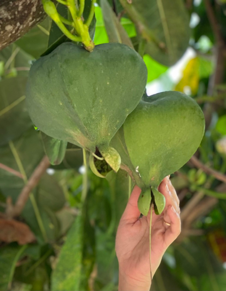 Bàng vuông được xếp vào bậc R trong danh mục sách đỏ Việt Nam và chỉ được trồng phổ biến ở đảo Lý Sơn, Trường Sa, Hoàng Sa, Cồn Cỏ… (Ảnh: PV/Vietnam+)