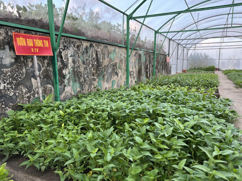 Vườn rau muống của lực lượng thông tin. (Ảnh: Thùy Giang/Vietnam+)