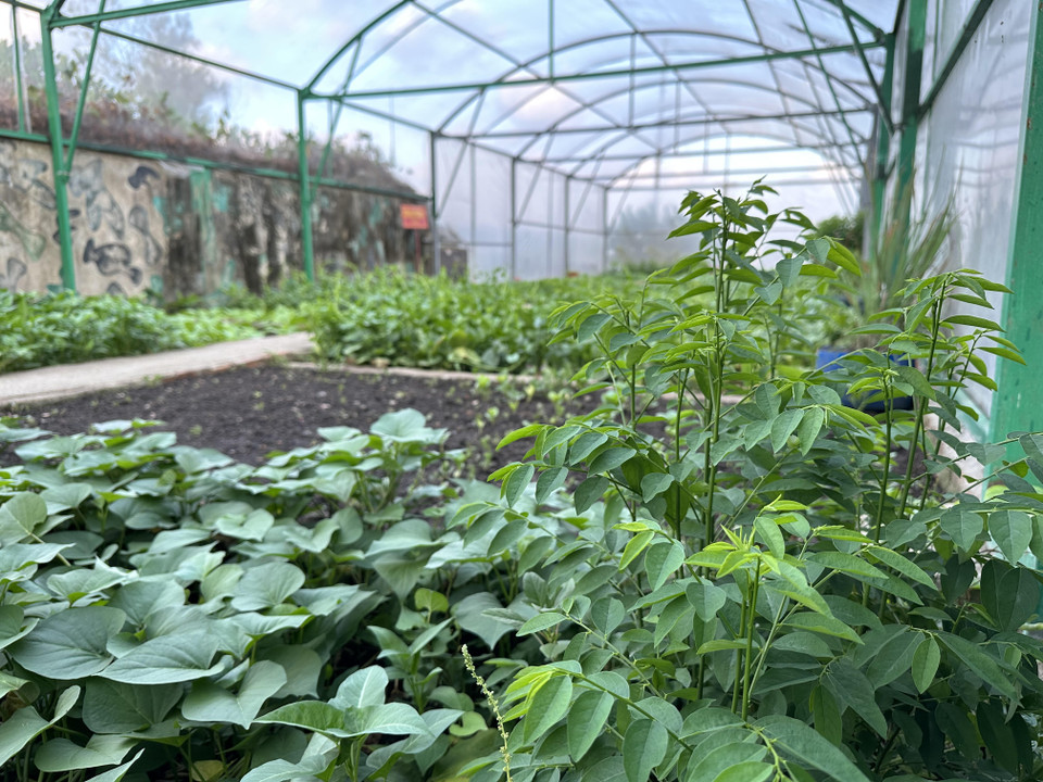 Những loại cây là thực phẩm thiết yếu cho cán bộ, chiến sỹ. (Ảnh: Thùy Giang/Vietnam+)