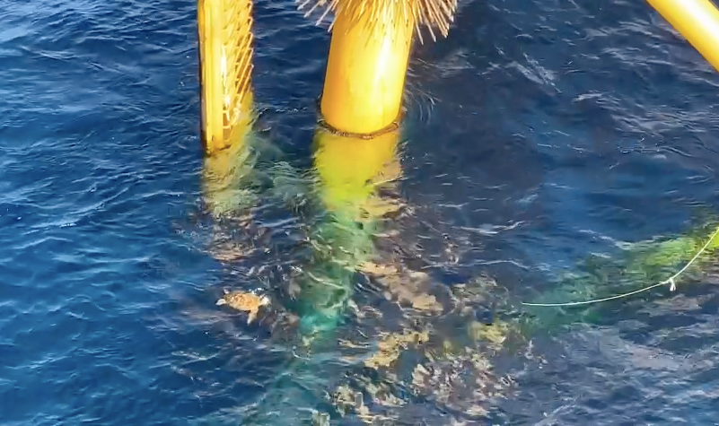 Một con rùa vàng bơi dưới chân Nhà giàn DK1 Phúc Tần khi Đoàn công tác số 4/2023 tới thăm và làm việc. (Ảnh: Thùy Giang/Vietnam+)