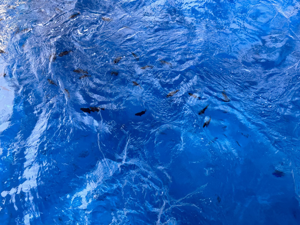 Dưới chân Nhà giàn, vào ngày Đoàn công tác số 4/2023 đến, rất nhiều đàn cá bơi lội ở phía dưới. (Ảnh: Thùy Giang/Vietnam+)