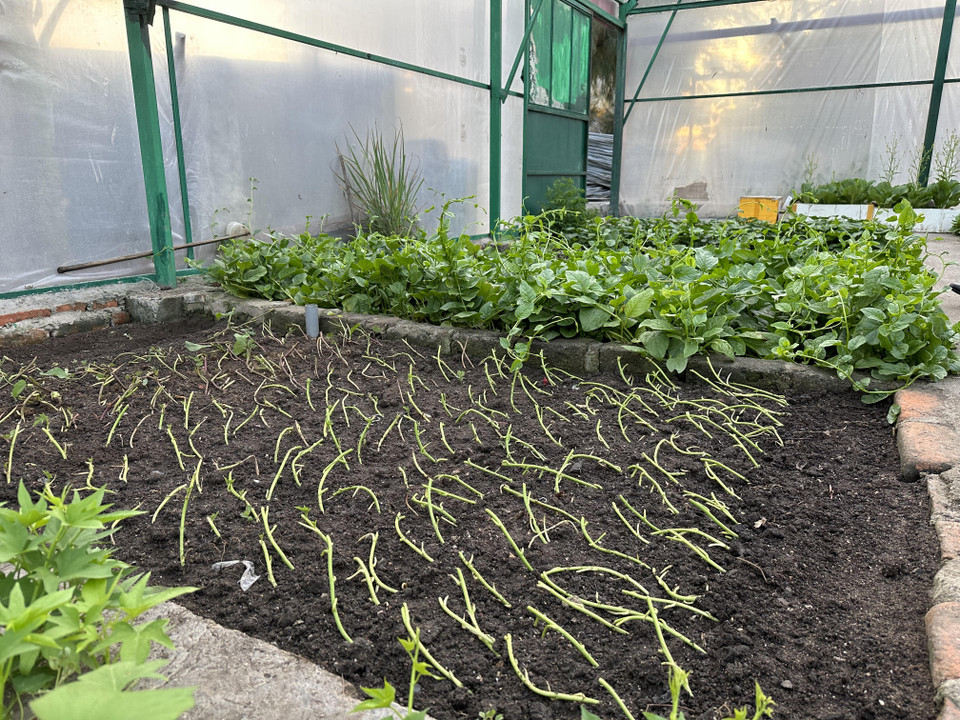 Những cây rau mới đang được trồng cho mùa tới. (Ảnh: Thùy Giang/Vietnam+) 